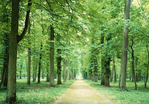 仟億達碳交易，讓林農(nóng)愛上植樹“賣空氣”